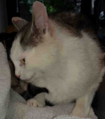 2020-08-06 Kater Svg+xml,%3Csvg%20xmlns%3D%22http%3A%2F%2Fwww.w3